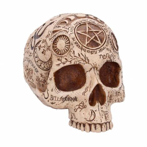 Nemesis Now: Premium Quality - Apothecary Skull (B7537B26)